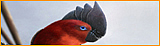 Pajaro Fa&eacute;