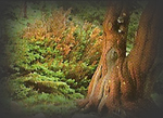 Selva